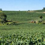 Lavoura de soja representando o agronegócio rondoniense homenageado pela Faperon e Senar