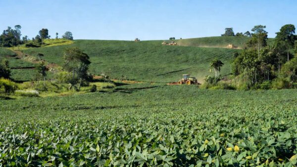 Lavoura de soja representando o agronegócio rondoniense homenageado pela Faperon e Senar