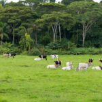 Pecuária em Ji-Paraná: gado em pastagem para produção de leite e corte