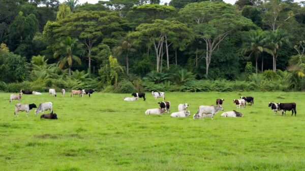 Pecuária em Ji-Paraná: gado em pastagem para produção de leite e corte