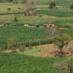 Lavoura de agricultura familiar no Brasil com plantações de soja e milho para o Plano Safra