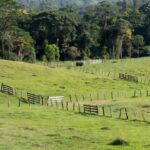 Paisagem rural em Rondônia relacionada a produtores rurais e decisão judicial